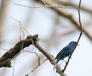 Indigo Bunting 9449